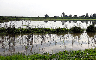 Pola na Żuławach Elbląskich wyglądają jak plantacje ryżu. Pod wodą są uprawy i łąki